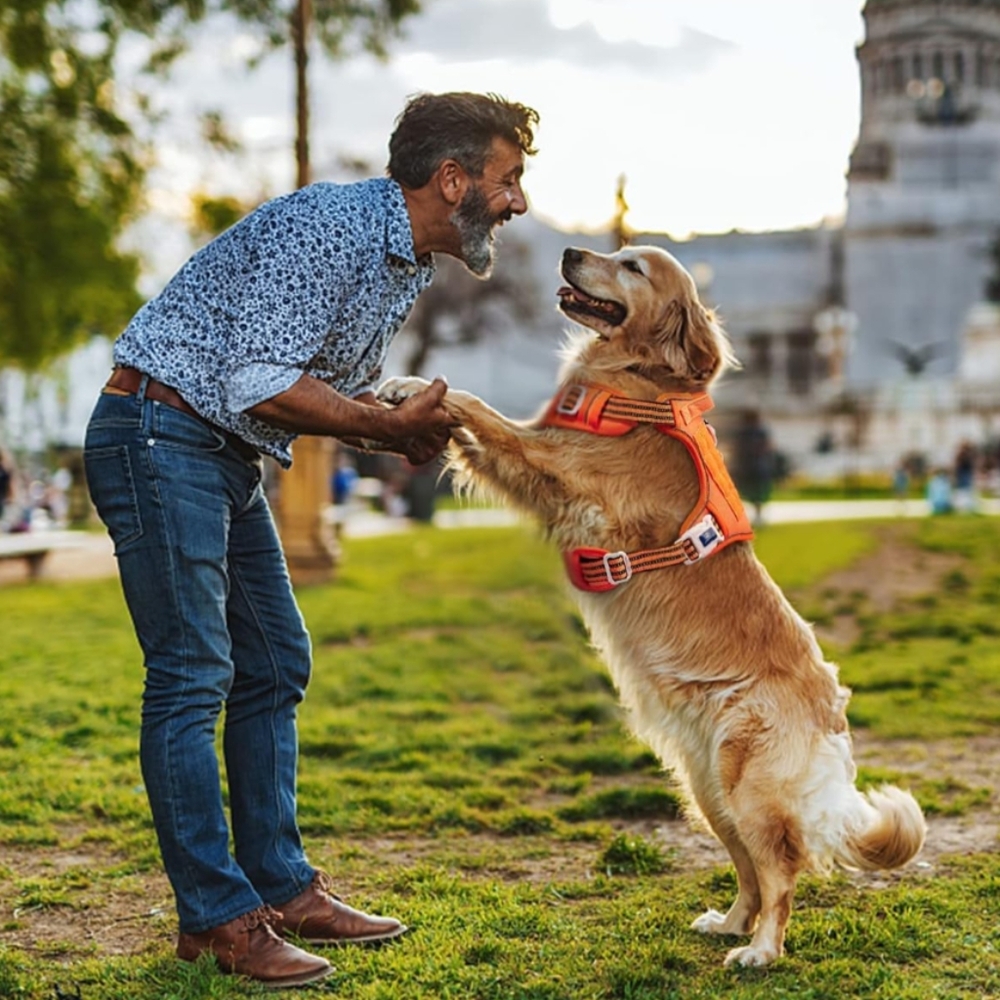 Dog Harness Adjustable No-Pull  Harness Reflective Working Training Tactical, M - Picture 8 of 9